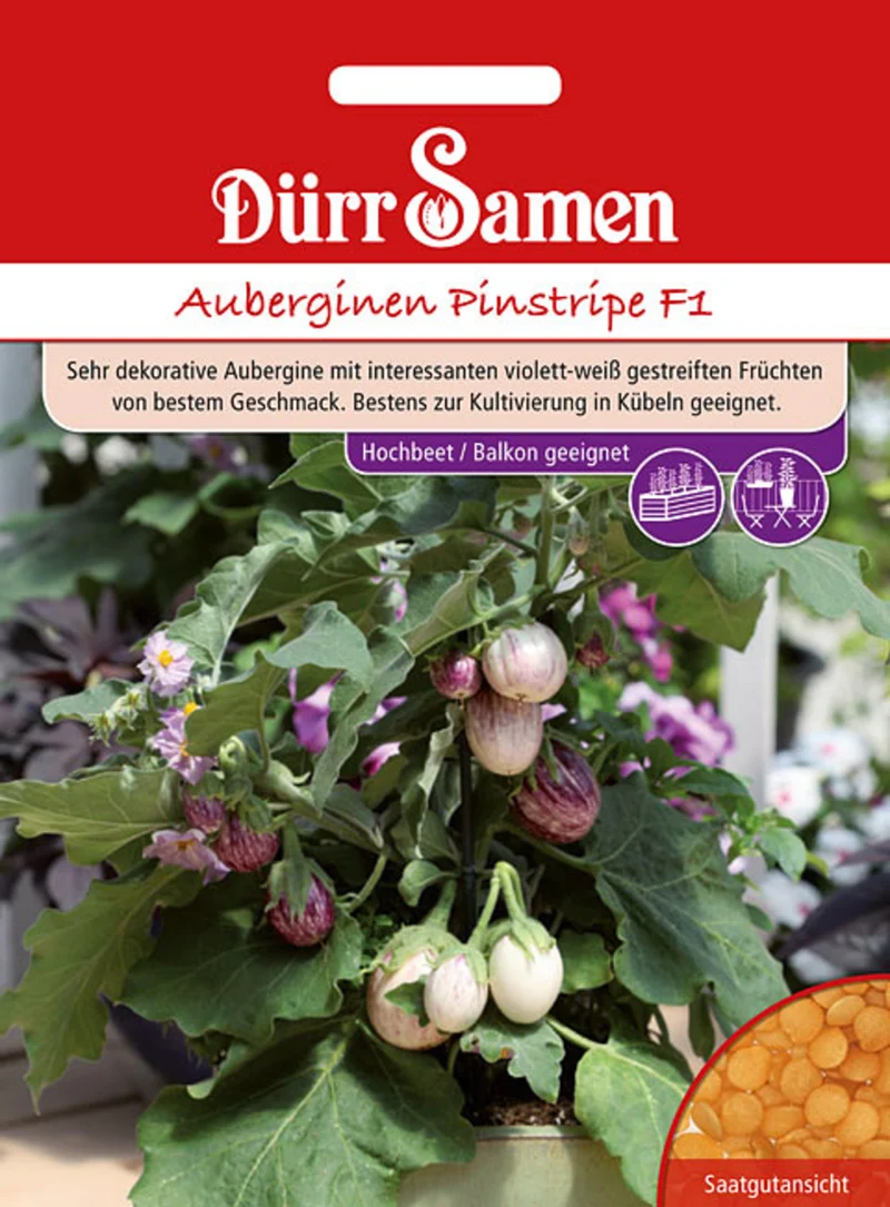 Aubergine Pinstripe F1 Saatgut