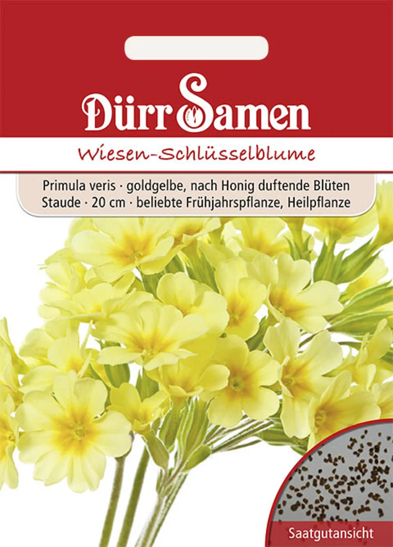 Wiesen Schlüsselblume Saatgut
