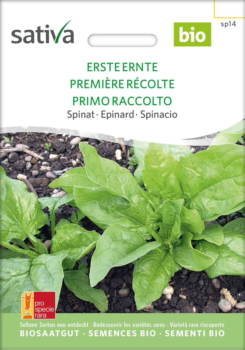 BIO Saatgut Spinat Erste Ernte