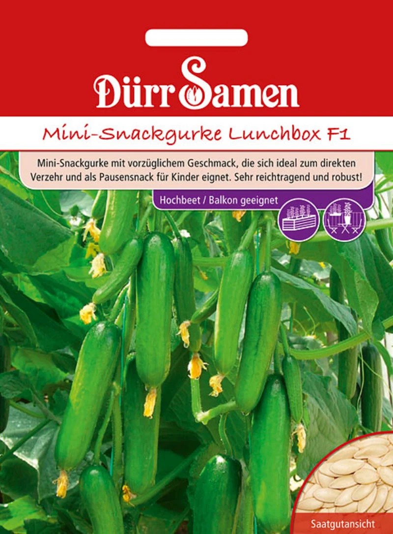 Mini Snackgurke Lunchbox F1 Saatgut