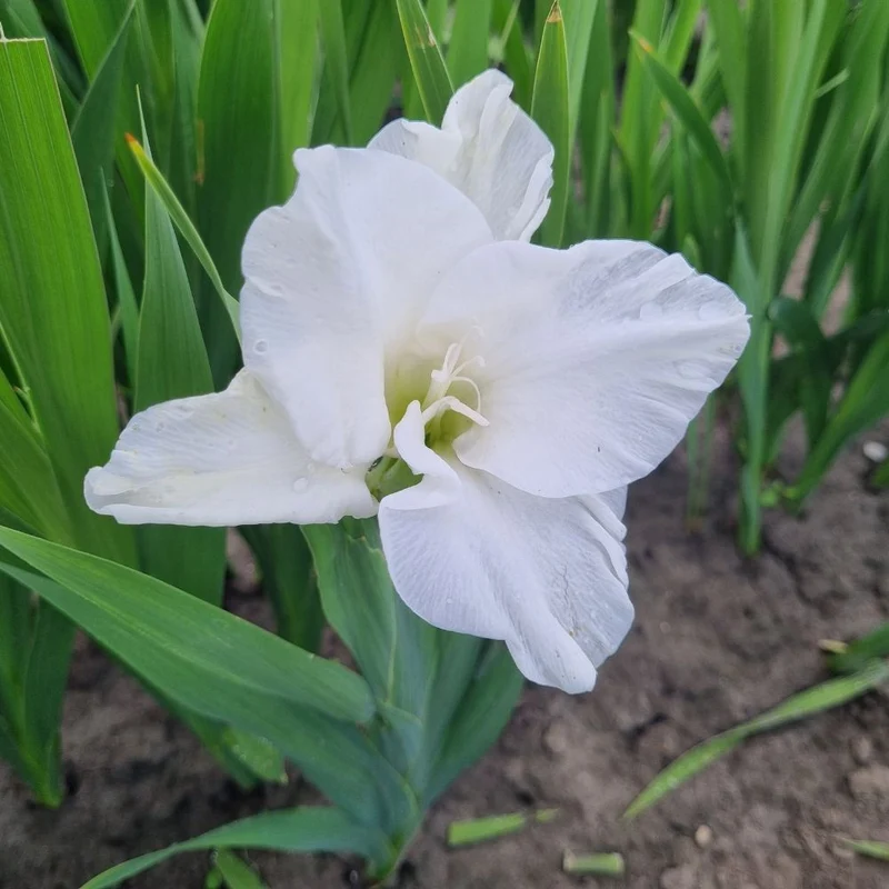 BIO Blumenzwiebeln Gladiolen Piet Mohlen 10 St.