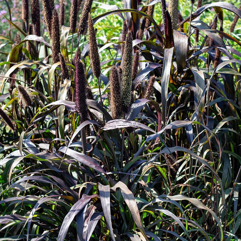 Perlhirse - Purple Majesty F1