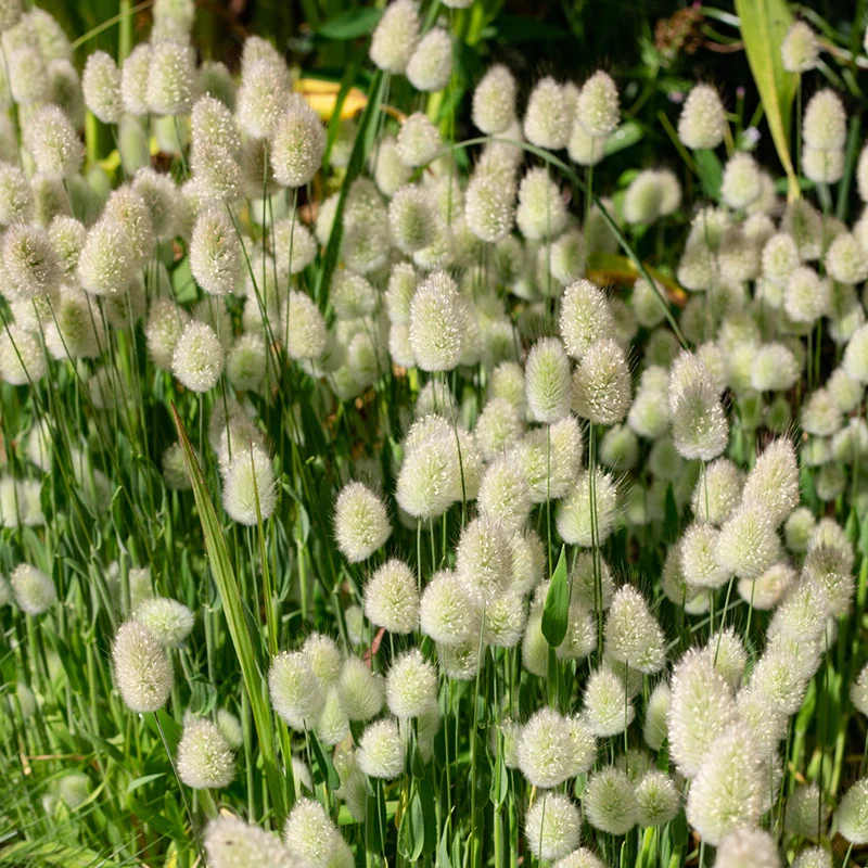 BunnyTails