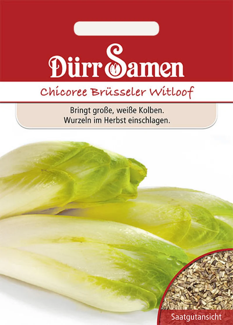 Chicoree Brüsseler Witloof Saatgut