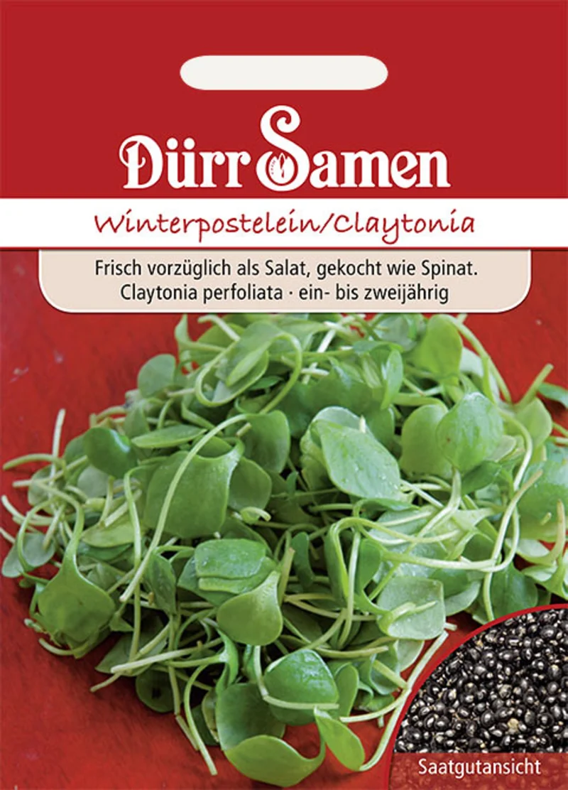 Winterpostelein Saatgut