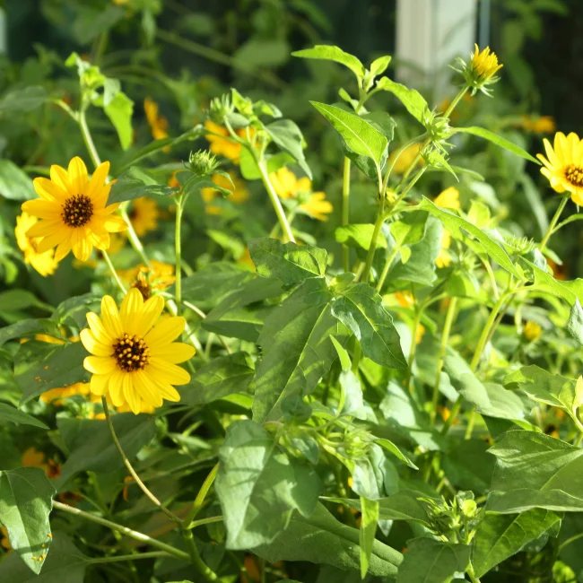Sunflower: Beach Organic Seed