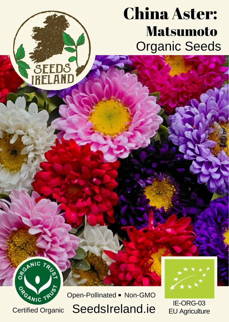 China Aster: Matsumoto Mix Organic Seed