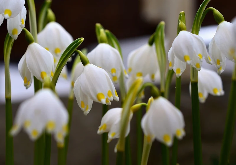 Sommer-Knotenblume (Leucojum Gravetye Giant) (A9018-5) "Bio"