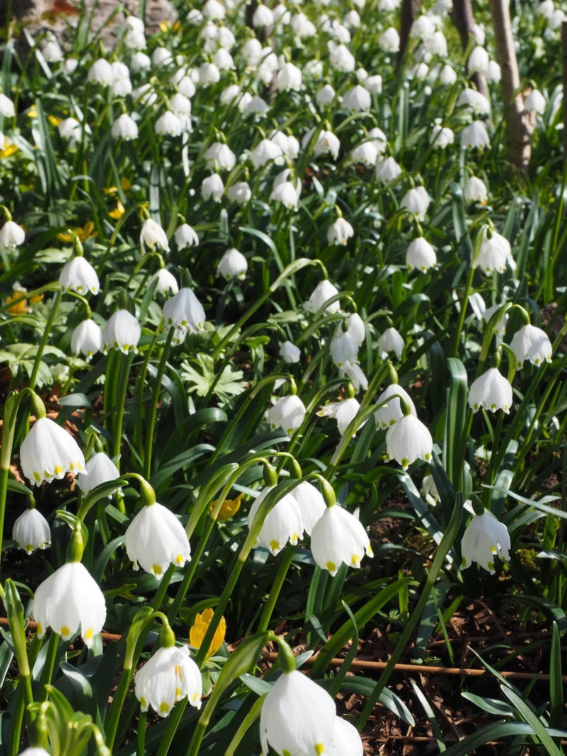 Sommer-Knotenblume (Leucojum Gravetye Giant) (A9018-5) "Bio"