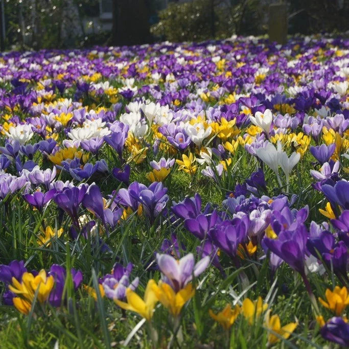 Krokus-Mix (A2004) "Bio"