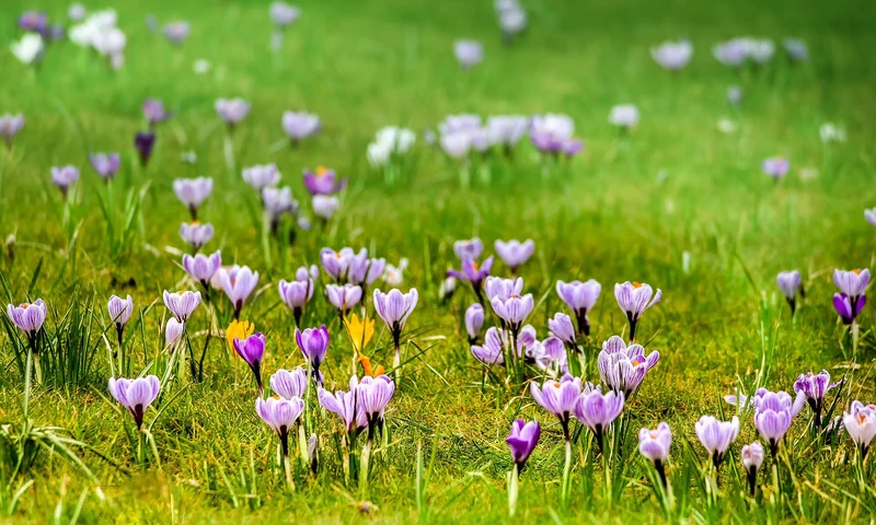 Krokus-Mix (A2004) "Bio"