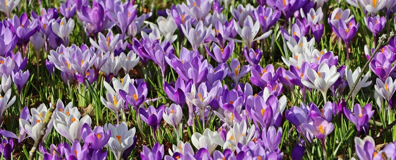 Krokus-Mix (A2004) "Bio"