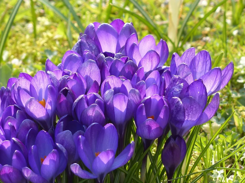 Krokus Ruby Giant (A2103) "Bio"