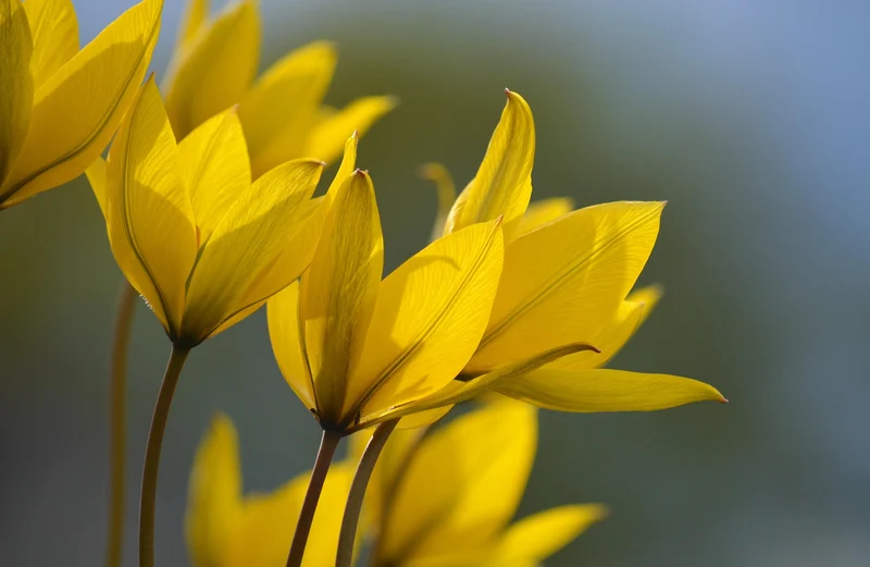 Tulipa sylvestris (A1081) "Bio"