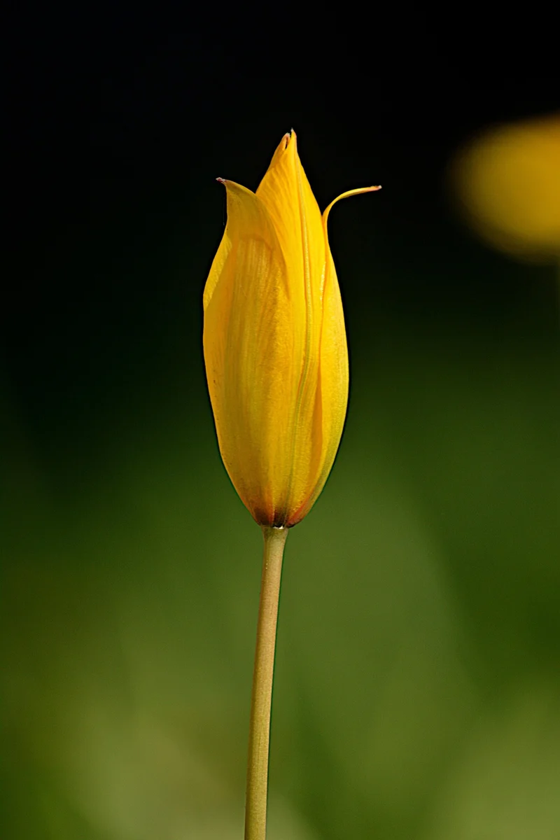 Tulipa sylvestris (A1081) "Bio"