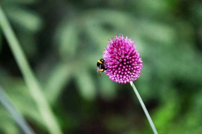Kugellauch (Allium sphaerocephalon) (A9037) "Bio"