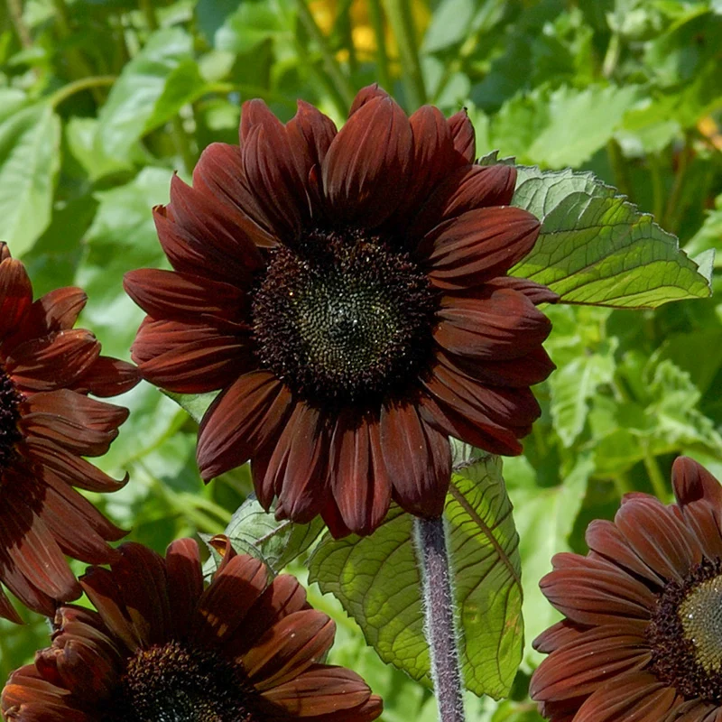 Sonnenblume - Claret F1