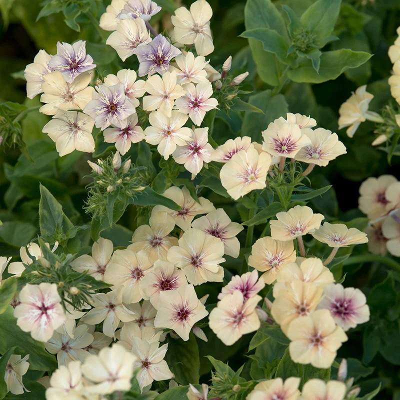 Sommerphlox - Creme Brulee