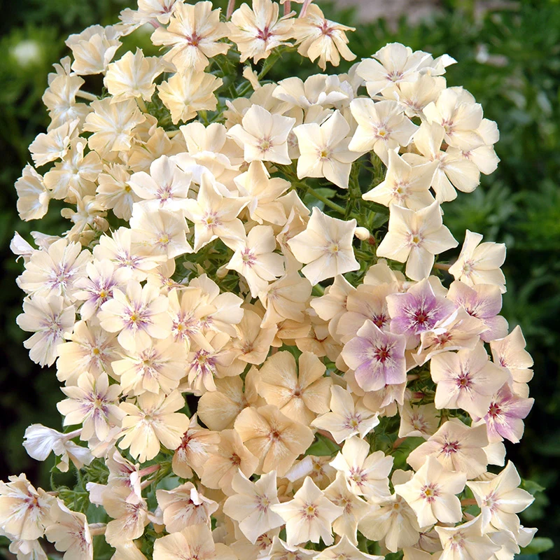 Sommerphlox - Creme Brulee