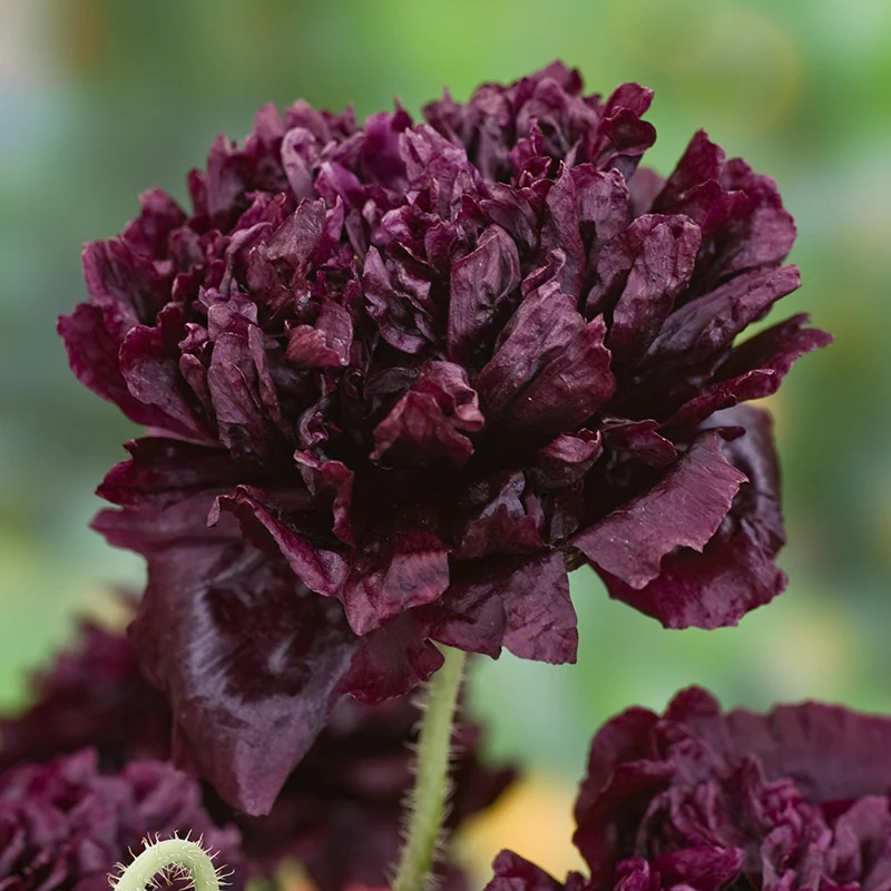 Mohn - Black Peony