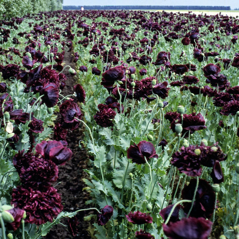 Mohn - Black Peony