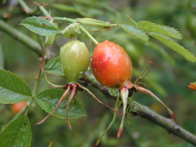 Keilblättrige Rose (Rosa elliptica)