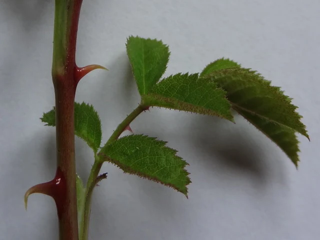 Kleinblütige Rose (Rosa micrantha)
