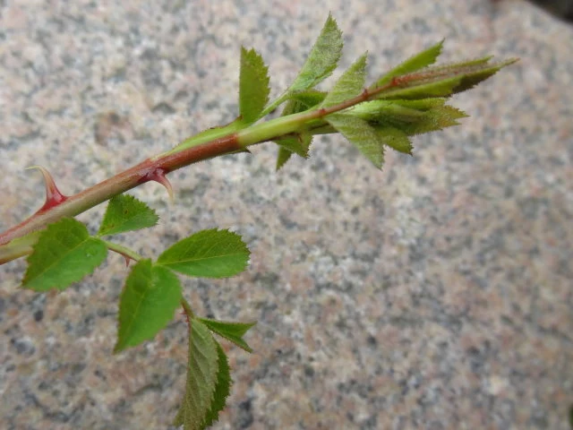 Kleinblütige Rose (Rosa micrantha)