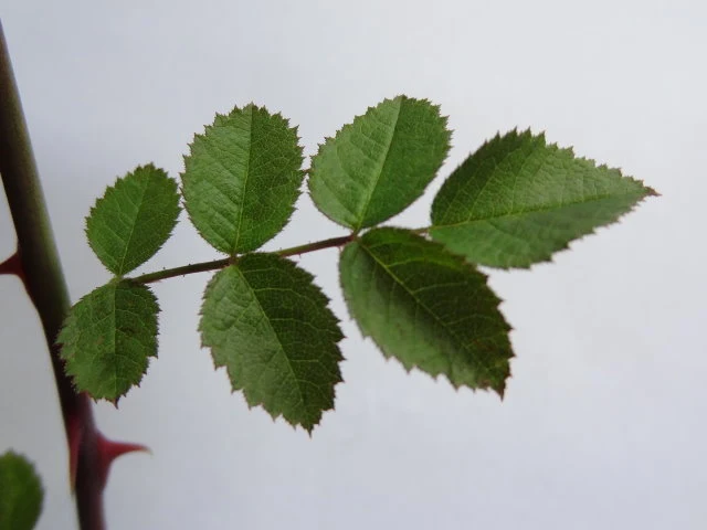 Kleinblütige Rose (Rosa micrantha)