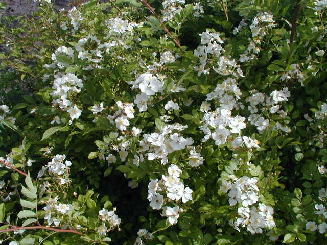 Kriechrose (Rosa arvensis)