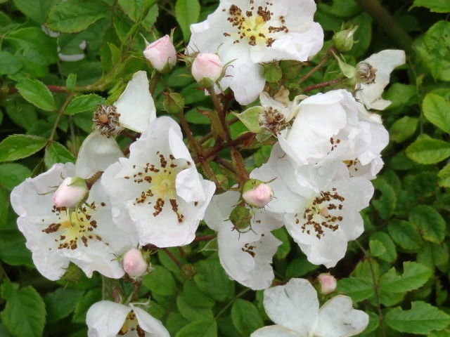 Kriechrose (Rosa arvensis)