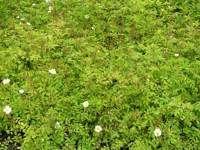 Kriechrose (Rosa arvensis)