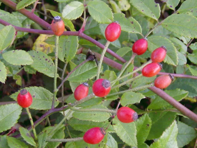 Kriechrose (Rosa arvensis)