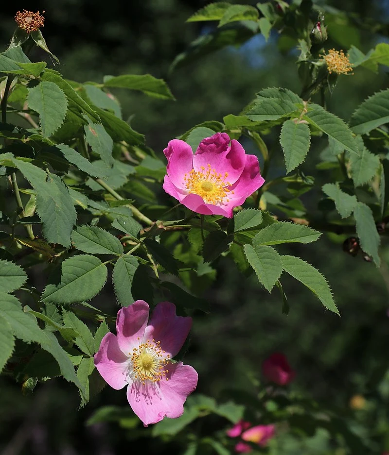 Rauhblättrige Rose (Rosa jundzillii)