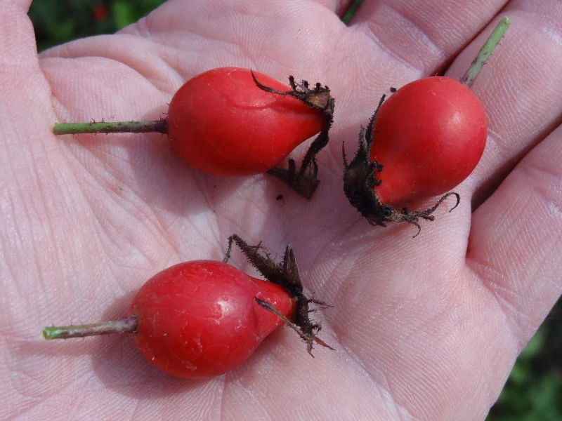 Rauhblättrige Rose (Rosa jundzillii)