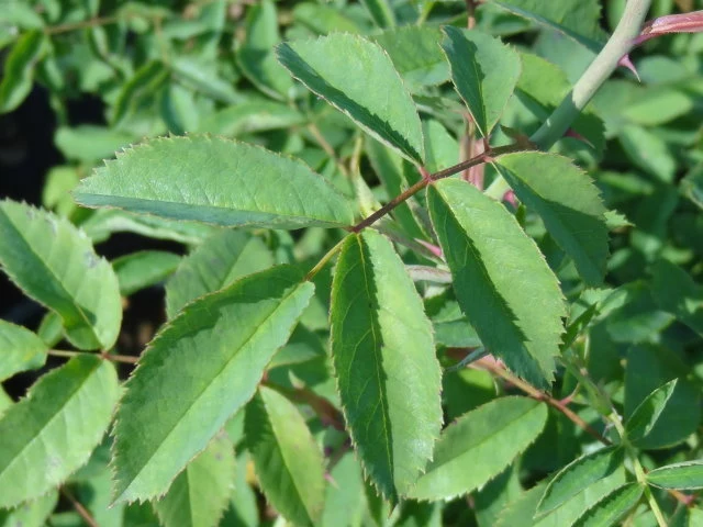 Rauhblättrige Rose (Rosa jundzillii)