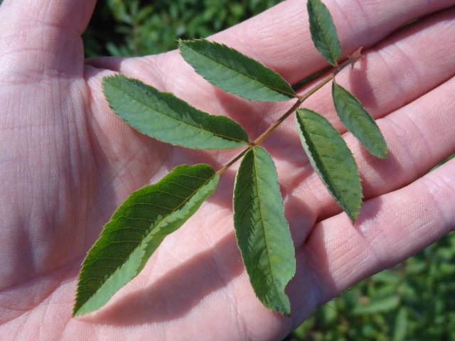 Rauhblättrige Rose (Rosa jundzillii)