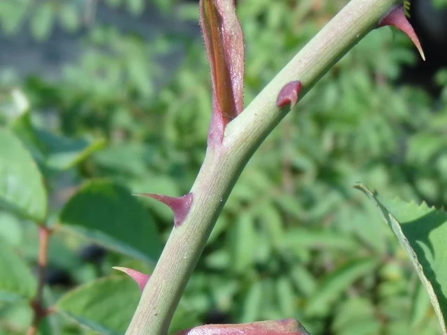 Rauhblättrige Rose (Rosa jundzillii)