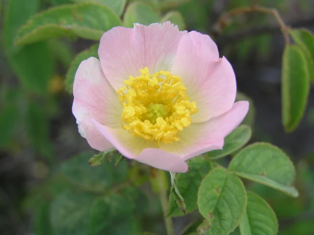 Stumpfblättrige Rose, Flaumrose (Rosa obtusifolia)