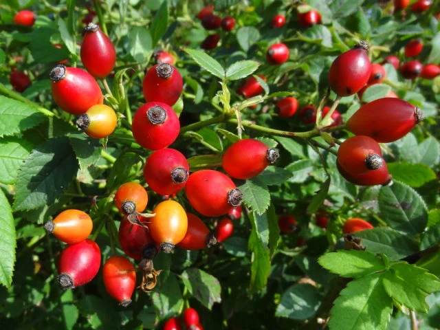 Weinrose (Rosa rubiginosa)