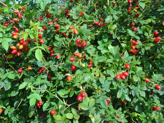 Weinrose (Rosa rubiginosa)