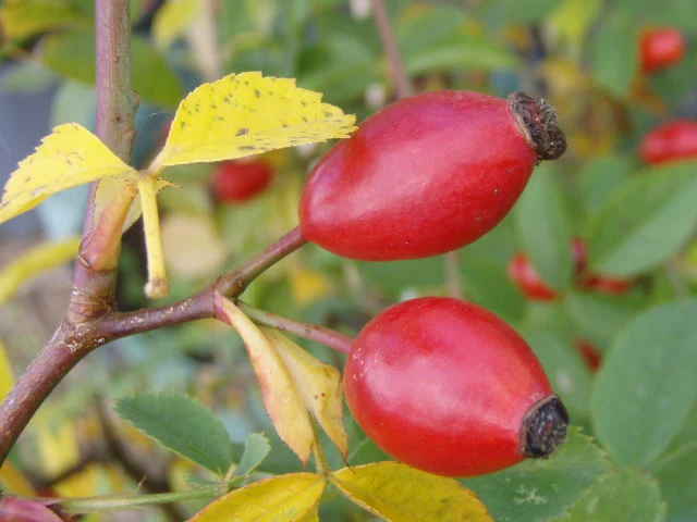 Weinrose (Rosa rubiginosa)