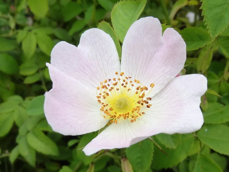 Weichblättrige Rose (Rosa mollis)