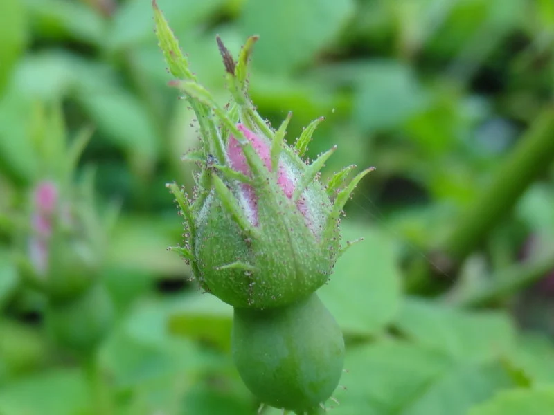 Weichblättrige Rose (Rosa mollis)
