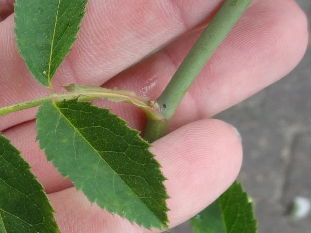 Weichblättrige Rose (Rosa mollis)