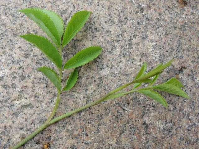 Weichblättrige Rose (Rosa mollis)