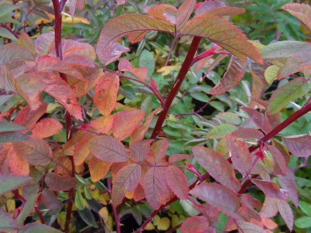 Zimt-Rose (Rosa majalis)