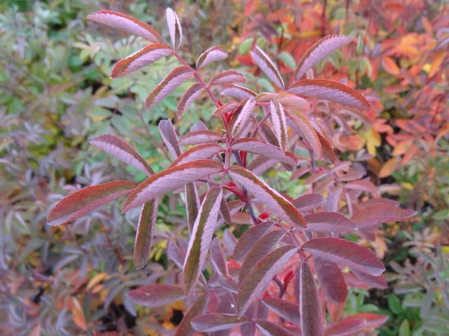Zimt-Rose (Rosa majalis)