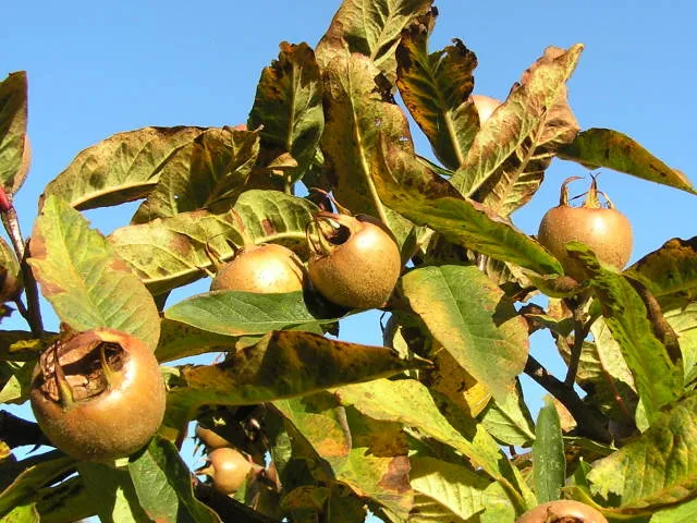 Echte Mispel (Mespilus germanica)