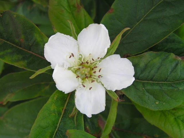 Echte Mispel (Mespilus germanica)